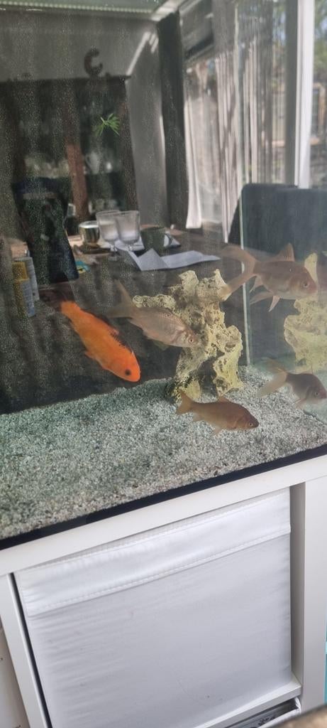 Aquarium goudvis, Dieren en Toebehoren, Ophalen, Gevuld zoetwateraquarium