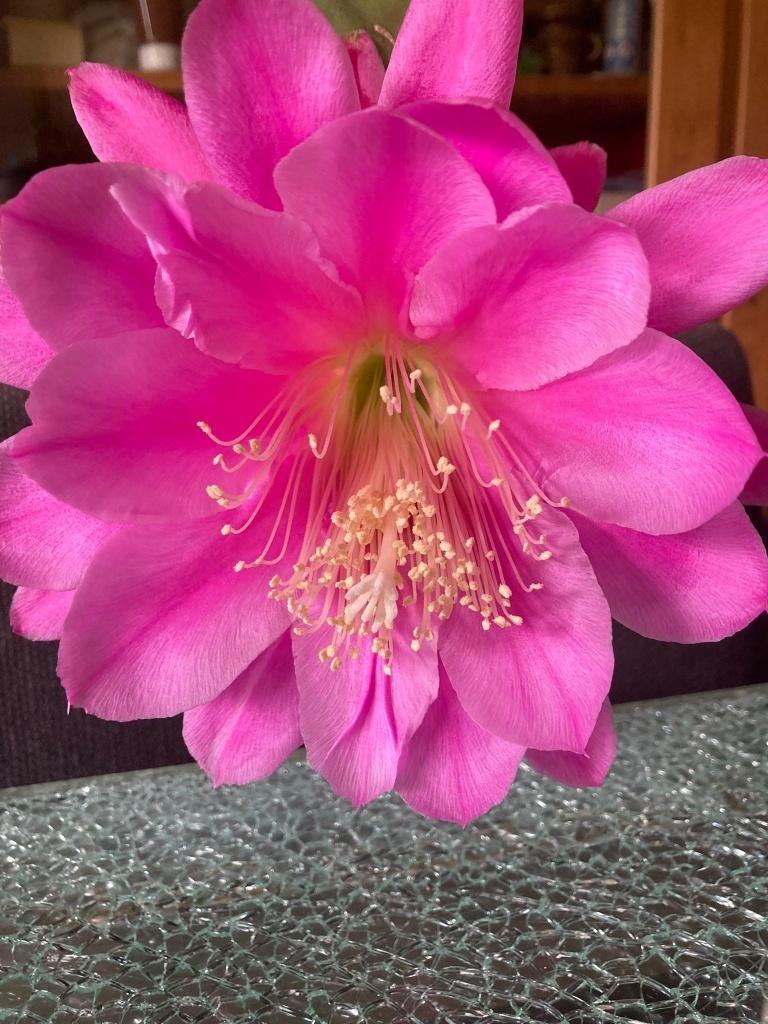 epiphyllum cactus alice s pet gewortelde stekken, Minder dan 100 cm, Bloeiende kamerplant, Halfschaduw, Ophalen of Verzenden