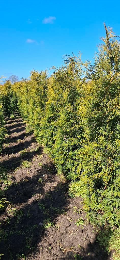 Thuja Brabant haagconiferen 200 cm hoog mooie volle planten, Tuin en Terras, Planten | Struiken en Hagen, Conifeer, 100 tot 250 cm