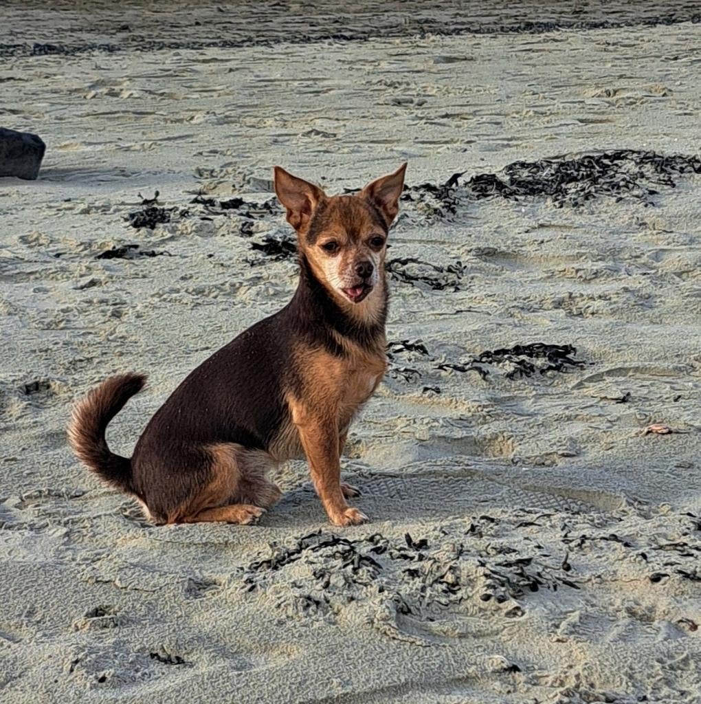 Chihuahua, 6 jaar of ouder, Reu, Eén hond, Chihuahua