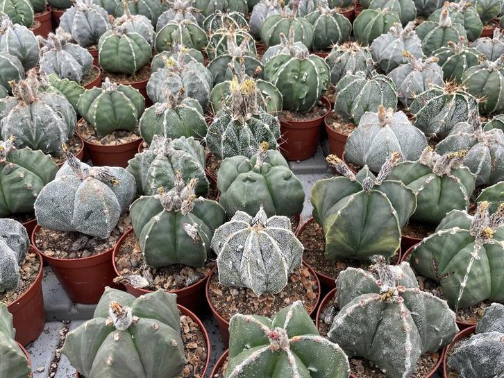 Cactus Astrophytum soorten in de 11 cm pot., Huis en Inrichting, Kamerplanten, Cactus, Minder dan 100 cm, Bloeiende kamerplant