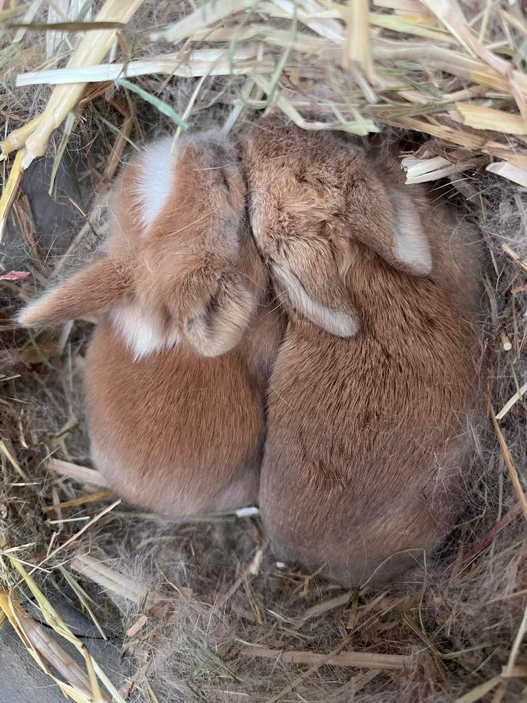Baby konijntjes te koop 15 euro per stuk, Geslacht onbekend, Middelgroot, 0 tot 2 jaar