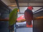 bewezen koppel edel papagaaien, Dieren en Toebehoren, Meerdere dieren, Papegaai, Geringd