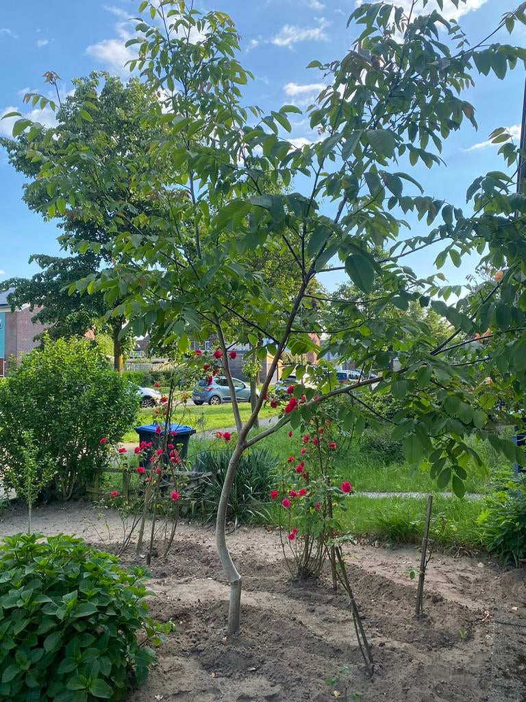 Walnotenboom Walnoten boom Walnoot, Tuin en Terras, Planten | Bomen, Volle zon, Lente, 400 cm of meer, Overige soorten