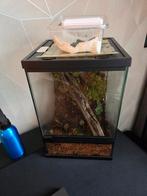 Terarium met 2 wandelende takken., 0 tot 2 jaar