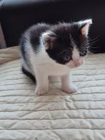 Kitten zwart wit alleen over., Meerdere dieren, Ontwormd