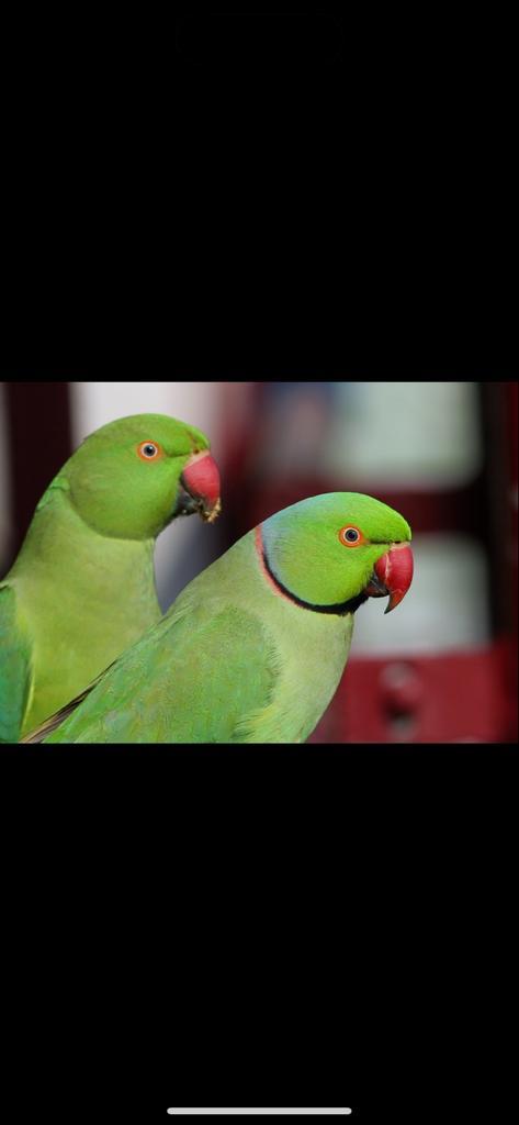Jonge halsbandparkiet gezocht, Dieren en Toebehoren, Vogels | Parkieten en Papegaaien, Parkiet, Vrouwelijk