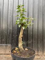 Portugese laurier. In pot bonsai starter, Ophalen, Overige soorten, Halfschaduw