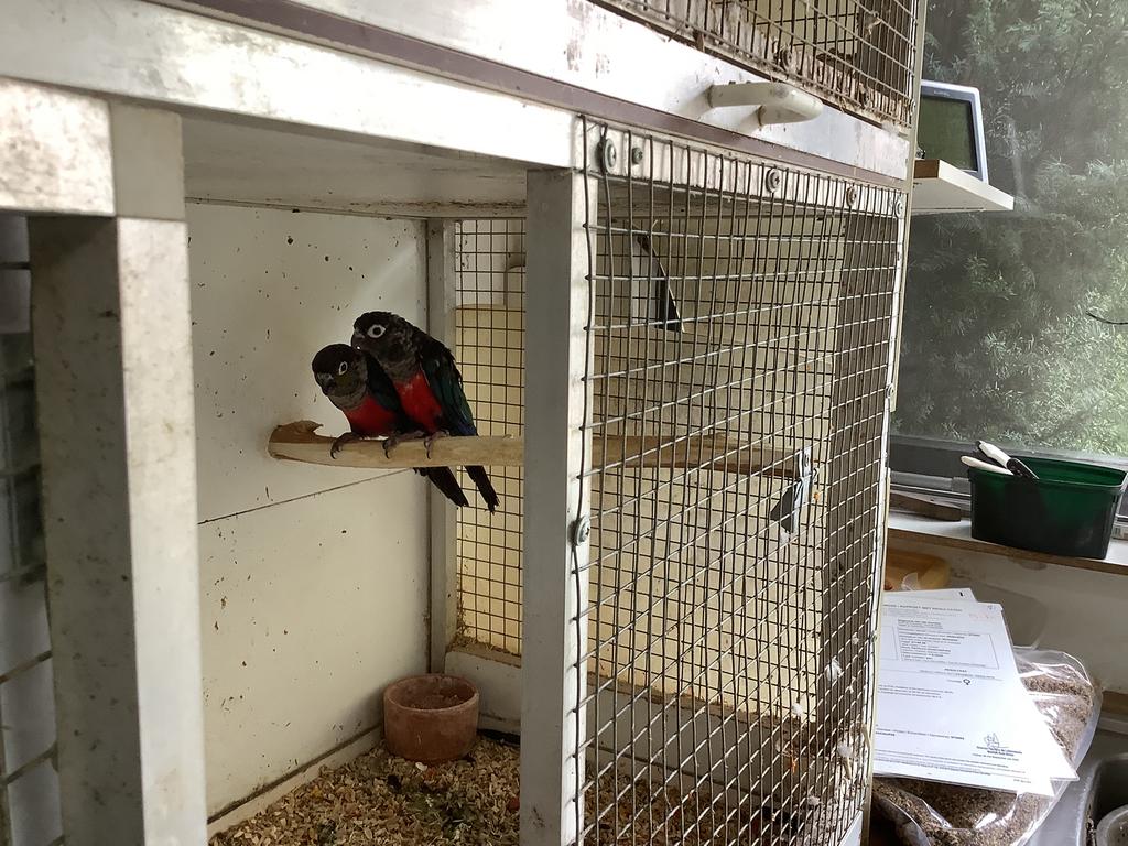 Te koop mooi koppel pyrrhura perlata perlata, Ophalen of Verzenden, Zo goed als nieuw, Hout, Vogelkooi