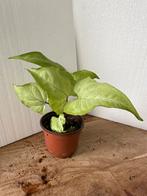 Syngonium Ngern Laima, Huis en Inrichting, Kamerplanten, Ophalen of Verzenden