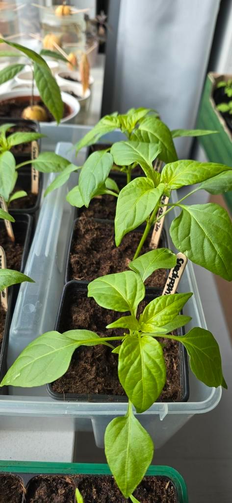 Groenteplantjes / moestuin, Tuin en Terras, Planten | Tuinplanten, Eenjarig, Overige soorten, Volle zon, Ophalen