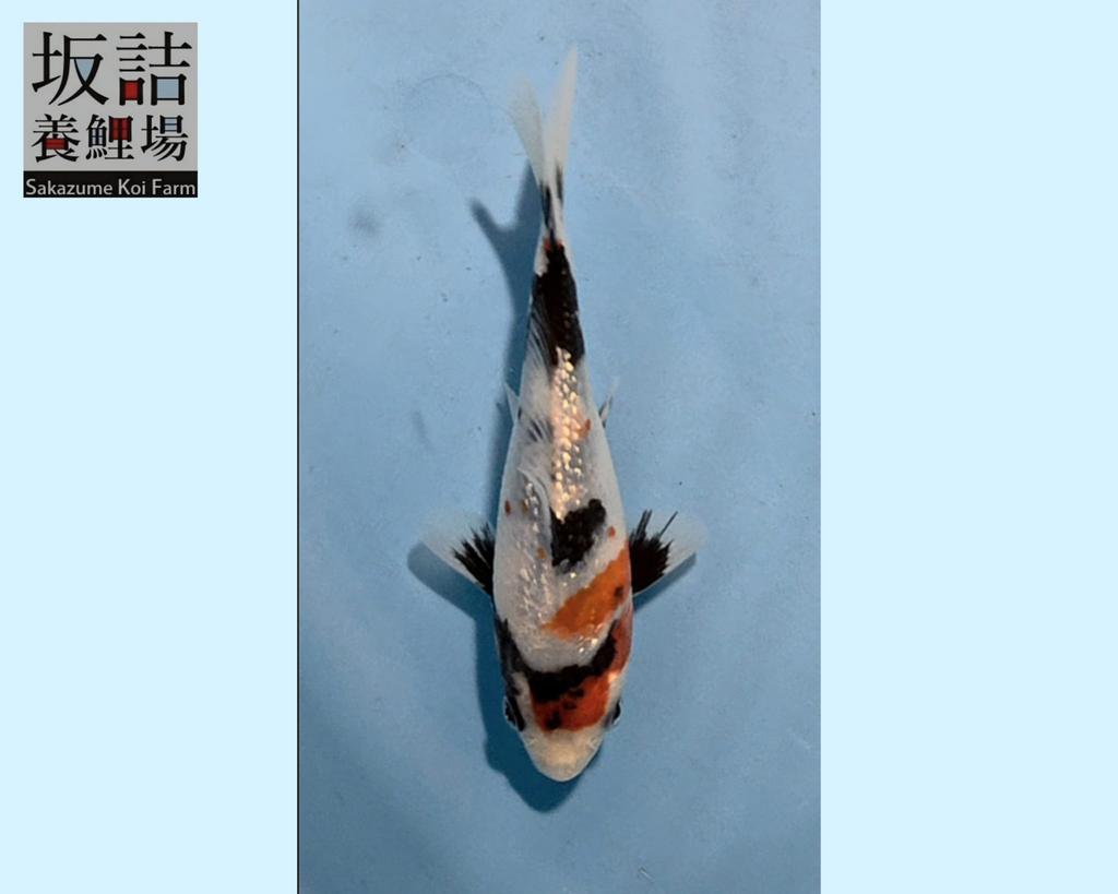 Te koop: Diverse Japanse Tosai koi – van Sakazume Koi Farm, Dieren en Toebehoren, Vissen | Vijvervissen, Karper of Koi