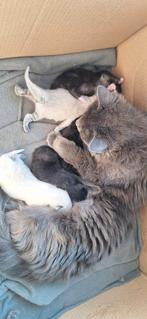 Prachtige kittens, Dieren en Toebehoren, Meerdere dieren