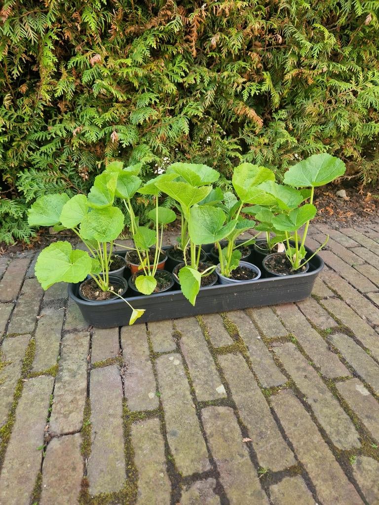 Dubbel Stockroos plantjes, Tuin en Terras, Planten | Tuinplanten, Ophalen, Overige soorten, Volle zon