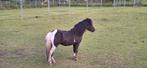 Dekhengstje mini paardje, Met stamboom, Hengst, A pony (tot 1.17m), 3 tot 6 jaar