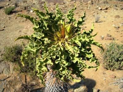 Caudex Pachypodium Namaquanum van oorsprong Namibie, Huis en Inrichting, Kamerplanten, Overige soorten, Minder dan 100 cm, Bloeiende kamerplant