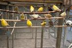 Kanaries verschillende kleuren, Meerdere dieren, Kleurkanarie