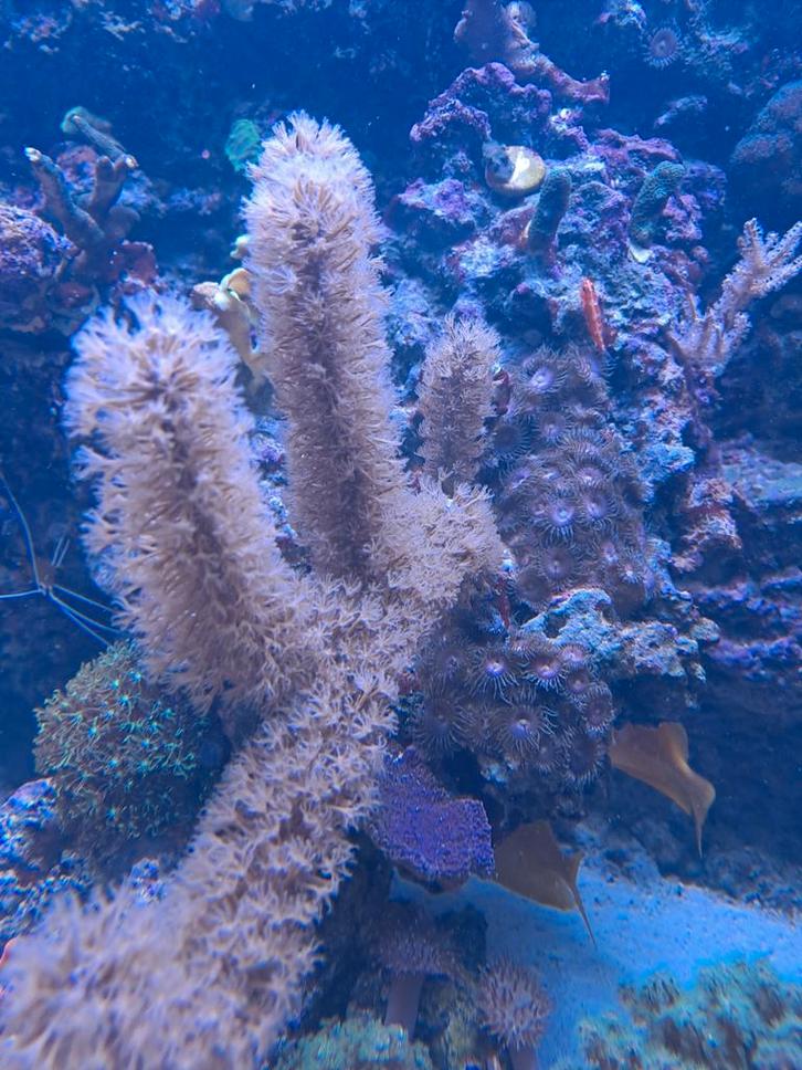 Koraalstekjes, Dieren en Toebehoren, Vissen | Aquariumvissen, Zoutwatervis, Overige typen