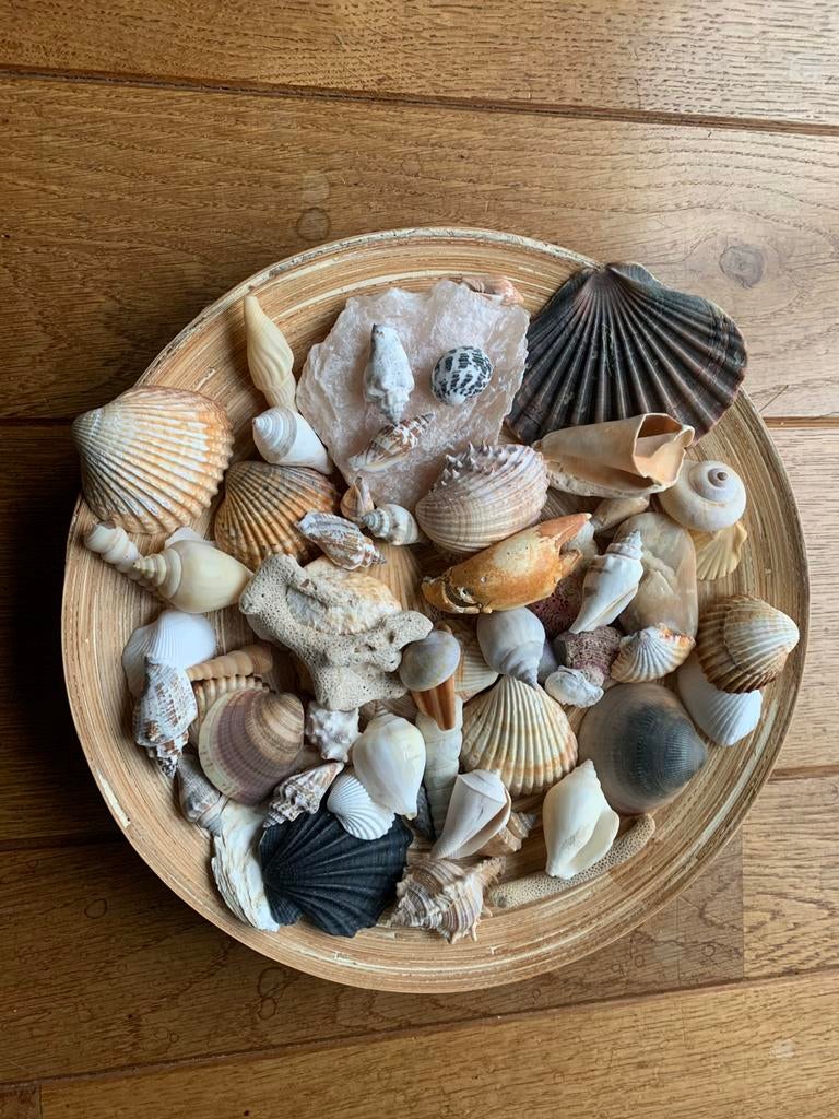 Bamboe schaal met mooie schelpen uit buitenland, Ophalen of Verzenden, Schelp(en)