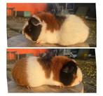 Koppeltje cavia zeugjes, Dieren en Toebehoren, Knaagdieren, Cavia, Februari, Vrouwelijk, Tam