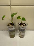 Alocasia gageana albo mint variegata, Huis en Inrichting, Kamerplanten, Ophalen of Verzenden, Halfschaduw, Minder dan 100 cm