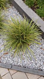 Japans siergras 2-kleurig en onderhoudsarm, Tuin en Terras, Planten | Tuinplanten, Ophalen, Volle zon, Vaste plant, Siergrassen