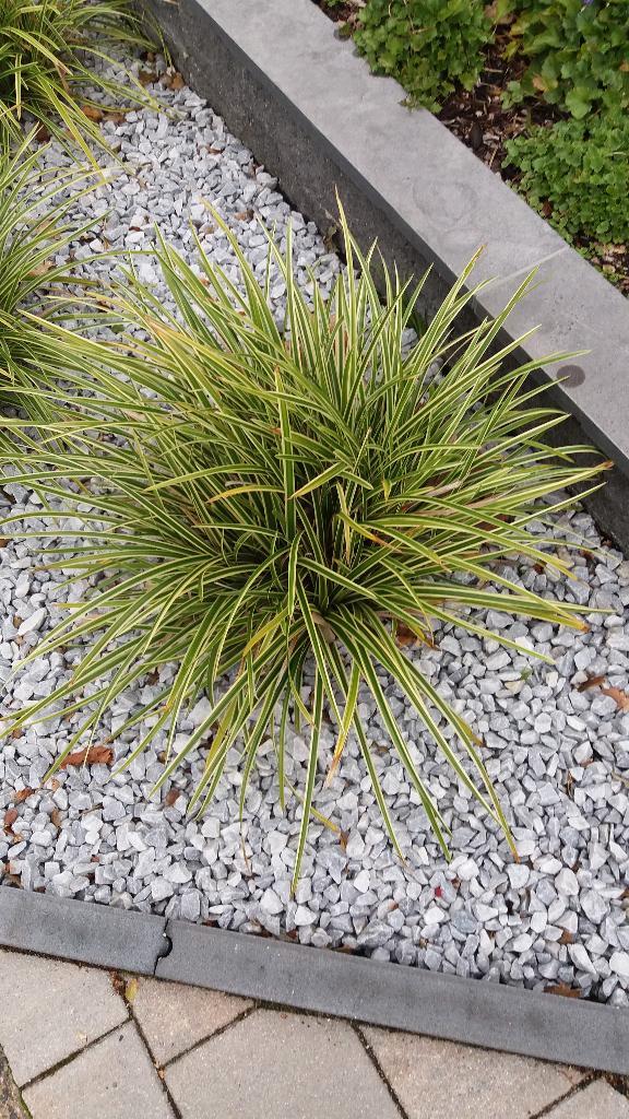 Japans siergras 2-kleurig en onderhoudsarm, Tuin en Terras, Planten | Tuinplanten, Vaste plant, Siergrassen, Volle zon, Lente