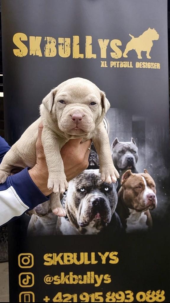 American Bully xxl, Particulier, 8 tot 15 weken, Meerdere, Reu