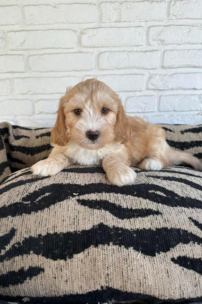 Maltipoo pups, maltexer x toy poedel, Dieren en Toebehoren, Honden | Retrievers, Spaniëls en Waterhonden, Parvo, Nederland, Overige rassen