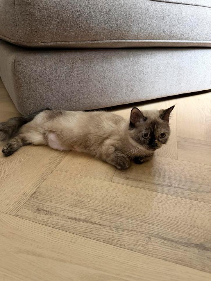 Britse korthaar tortie point kruising 1,5 jaar, Dieren en Toebehoren, Katten en Kittens | Raskatten | Korthaar, Poes, Ontwormd