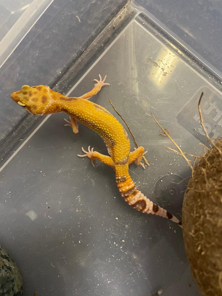 Tangerine Tremper Albino vrouw, Dieren en Toebehoren, Reptielen en Amfibieën, Hagedis, Tam, 0 tot 2 jaar