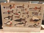 2 Oude schoolplaten H.J. Slijper - Watervogels & Zeemeeuwen, Ophalen, Natuur en Biologie