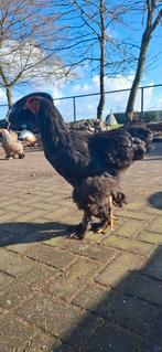 Mooie jonge brahma haan, Dieren en Toebehoren, Mannelijk, Kip