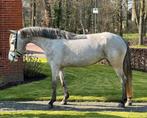 Leuke Connemara D-pony !, Dieren en Toebehoren, Pony's, Merrie, Met stamboom, B, 3 tot 6 jaar