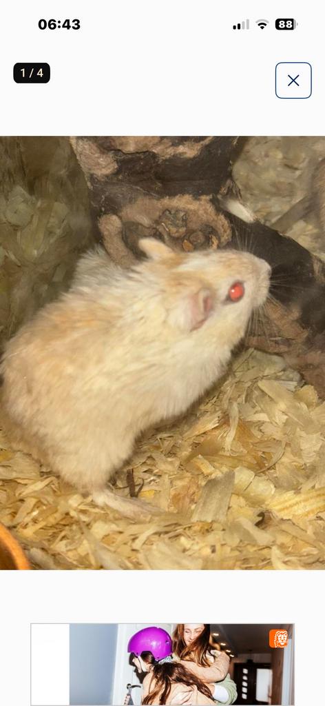 Jonge gerbils ‼️België‼️, Dieren en Toebehoren, Knaagdieren, Maart, Meerdere dieren, Overige typen