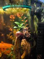 Roze Posthoorn slakken, Dieren en Toebehoren, Ophalen, Nieuw, Sierelement