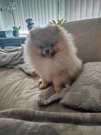 Gouden mandje gezocht, Keeshond, 15 weken tot 1 jaar, Reu, Parvo