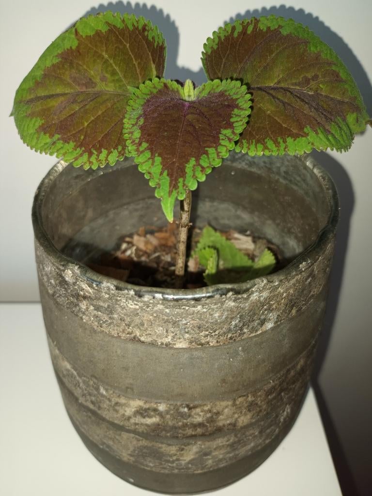 Siernetel kamerplant - Kleurrijke blikvanger, Ophalen of Verzenden