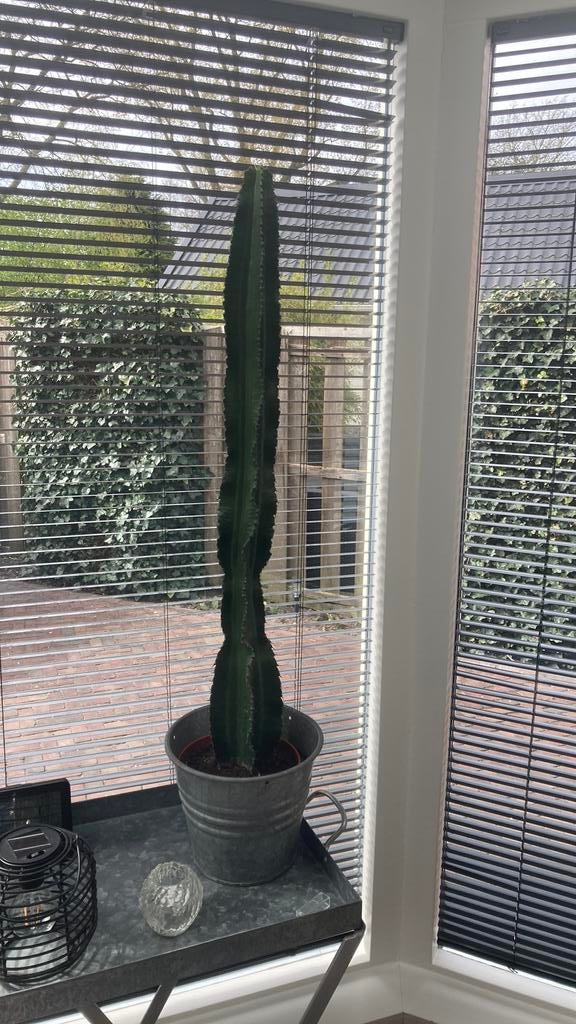 Cactus, Ophalen, Cactus, Volle zon, Minder dan 100 cm