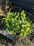 Groene Skimmia, Ophalen, Overige soorten, Struik, Minder dan 100 cm