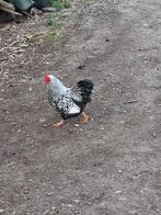 Hanen wyandotte zilver zwart gezoomd, Dieren en Toebehoren, Pluimvee, Mannelijk, Kip