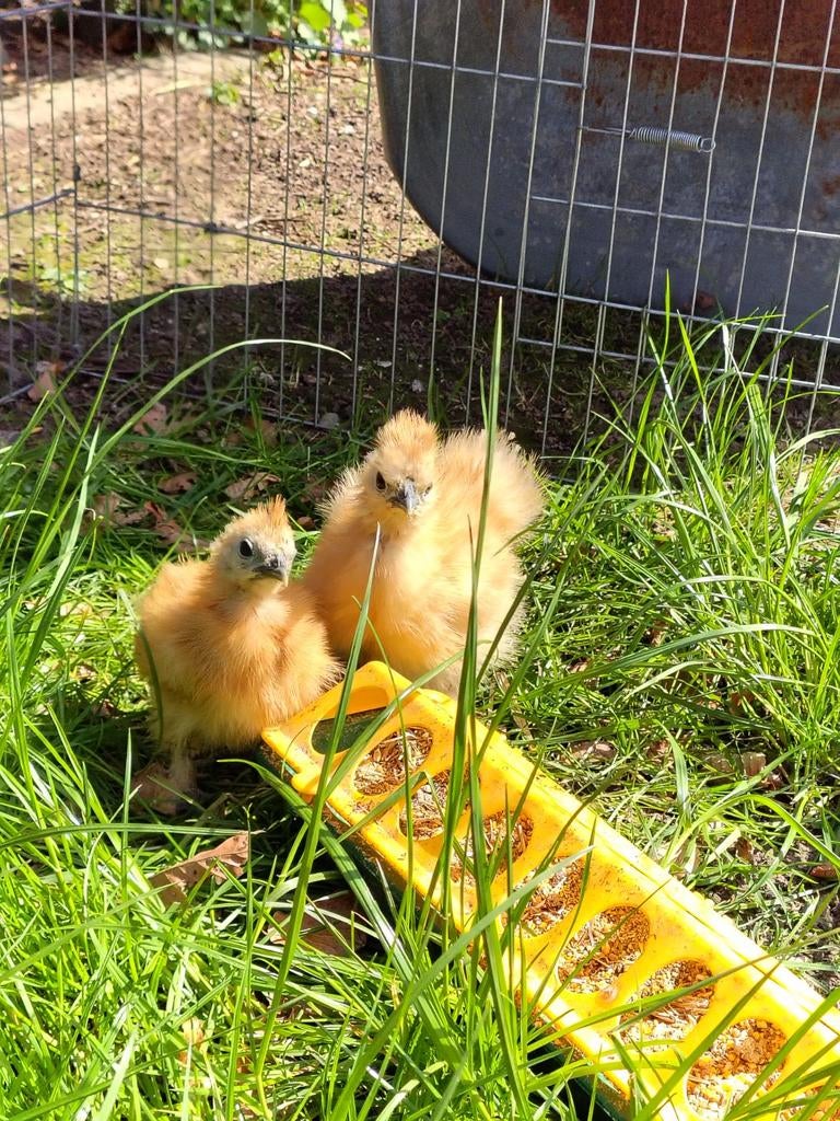 Twee zijdehoen krielkipjes, Dieren en Toebehoren, Pluimvee, Meerdere dieren, Kip
