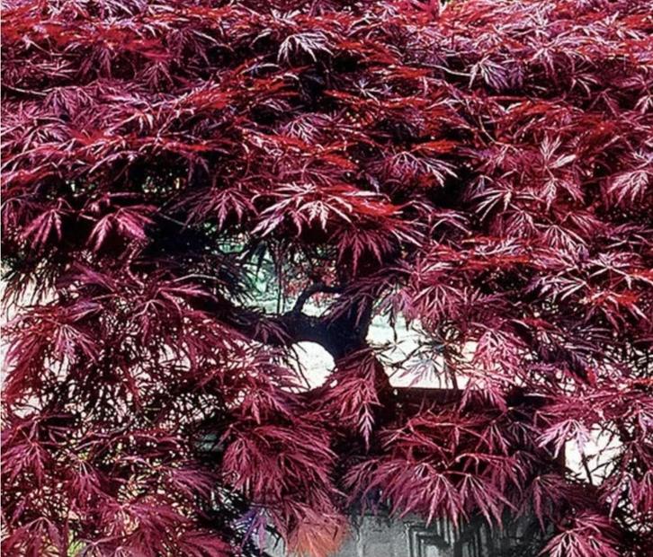 Rode Japanse Esdoorn - Prachtige Acer Palmatum, Tuin en Terras, Planten | Tuinplanten, Overige soorten, Halfschaduw, Bloeit niet