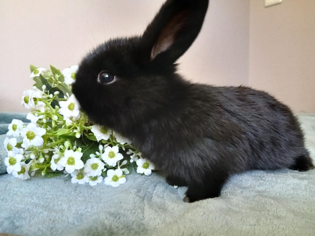 10 lieve jonge konijntjes, Dieren en Toebehoren, Konijnen, Meerdere dieren, Middelgroot, Hangoor, 0 tot 2 jaar