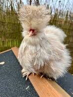 Usa Zijdehoenders hennen, Dieren en Toebehoren, Pluimvee, Meerdere dieren, Kip