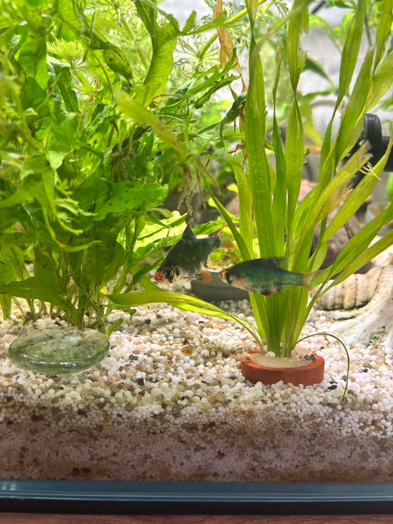 Sumatraan groen 2 x, Dieren en Toebehoren, Vissen | Aquariumvissen, Vis