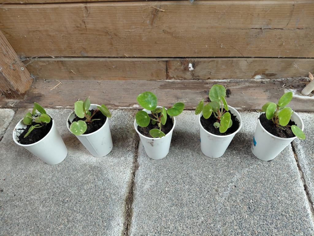 Stekjes pannenkoekplantje, Huis en Inrichting, Ophalen, Halfschaduw, Minder dan 100 cm