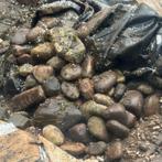 Gratis Maaskeien - Diverse kleuren, vormen en groottes, Tuin en Terras, Grind, Keien en Split, Ophalen of Verzenden, Gebruikt