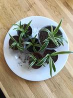 Spider plant / graslelie stekjes (groen-wit), Ophalen, Halfschaduw, In pot, Minder dan 100 cm