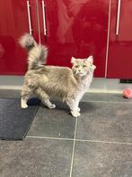 Prachtige jonge poes (10 maanden) met alle spullen –Heerlen, Poes